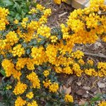 Berberis darwinii - Berbéris de Darwin