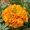 Rose d'Inde - Tagetes erecta