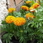 Rose d'Inde - Tagetes erecta