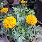 Rose d'Inde - Tagetes erecta