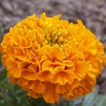 Rose d'Inde - Tagetes erecta