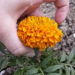 Rose d'Inde - Tagetes erecta