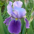 Iris des jardins