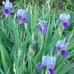 Iris des jardins