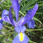 Iris des jardins