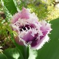 Tulipe Cummins frisée - Tulipa