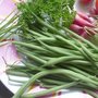 Quand semer les haricots verts ?