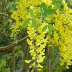 Cytise - Laburnum watereri 'Vossii'