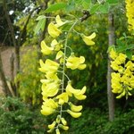 Cytise - Laburnum watereri 'Vossii'