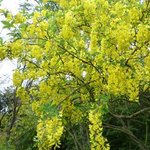 Cytise - Laburnum watereri 'Vossii'