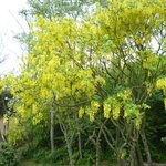 Cytise - Laburnum watereri 'Vossii'