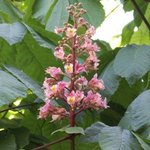 Marronnier - Aesculus hippocastanum