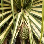 Pandanus