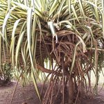 Pandanus