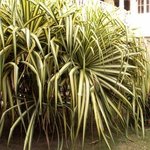 Pandanus