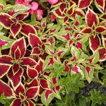 Coleus