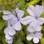 Plumbago du Cap - Plumbago auriculata