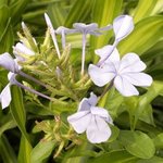 Plumbago du Cap - Plumbago auriculata