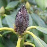 Déssèchement des boutons du rhododendron - Bud blast