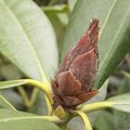 Déssèchement des boutons du rhododendron - Bud blast