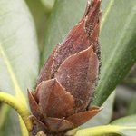 Déssèchement des boutons du rhododendron - Bud blast