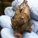 Déssèchement des boutons du rhododendron - Bud blast