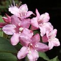 Weigelia - Weigela