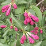 Weigelia - Weigela