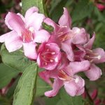 Weigelia - Weigela