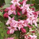 Weigelia - Weigela