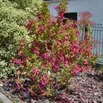 Weigelia - Weigela