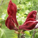 Azalée - Rhododendron