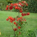 Azalée - Rhododendron