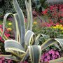 Agave americana