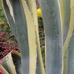 Agave americana