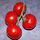 tomate 'Pendelotte'