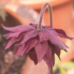 Ancolie 'Ruby Port' - Aquilegia