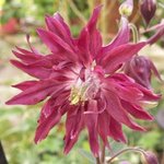 Ancolie 'Ruby Port' - Aquilegia