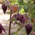 Ancolie 'Ruby Port' - Aquilegia