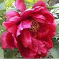 Pivoine arbustive 'Monsieur Georges Cassagne' - Paeonia