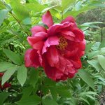 Pivoine arbustive 'Monsieur Georges Cassagne' - Paeonia