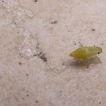 Cicadelle écumeuse - Crachat du coucou