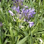 Agapanthe - Agapanthus