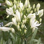 Agapanthe - Agapanthus