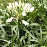 Agapanthe - Agapanthus