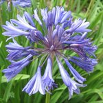 Agapanthe - Agapanthus