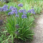 Agapanthe - Agapanthus