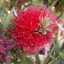 Callistemon citrinus - Rince bouteille