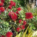 Callistemon citrinus - Rince bouteille