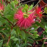 Callistemon citrinus - Rince bouteille